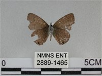 波灰蝶藏品圖，第2張