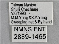 波灰蝶藏品圖，第3張