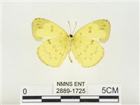 淡色黃蝶藏品圖，第2張