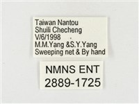 淡色黃蝶藏品圖，第3張