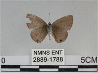 波灰蝶藏品圖，第2張