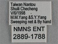 波灰蝶藏品圖，第3張