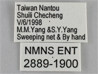 纖粉蝶藏品圖，第3張