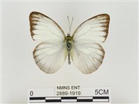 淡褐脈粉蝶藏品圖，第1張