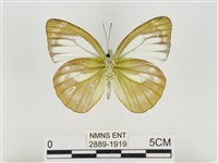 淡褐脈粉蝶藏品圖，第2張