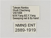 淡褐脈粉蝶藏品圖，第3張