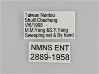 切翅眉眼蝶藏品圖，第3張