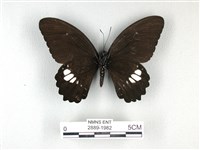 無尾白紋鳳蝶藏品圖，第2張