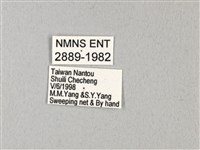 無尾白紋鳳蝶藏品圖，第3張