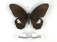 無尾白紋鳳蝶藏品圖，第2張