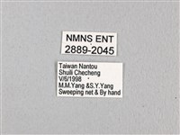 無尾白紋鳳蝶藏品圖，第3張