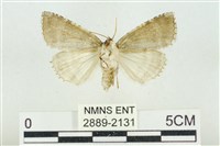 臺灣銀斑異波紋蛾藏品圖，第2張