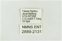 臺灣銀斑異波紋蛾藏品圖，第3張