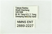 基褐綠刺蛾藏品圖，第3張