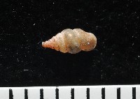 趙氏芝麻蝸藏品圖，第2張
