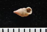 趙氏芝麻蝸藏品圖，第5張