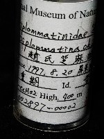 趙氏芝麻蝸藏品圖，第7張