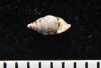 趙氏芝麻蝸藏品圖，第4張