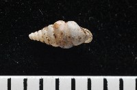 趙氏芝麻蝸藏品圖，第3張