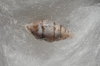 趙氏芝麻蝸藏品圖，第6張
