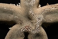 砂海星藏品圖，第2張