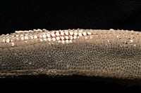 砂海星藏品圖，第3張