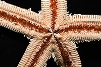 砂海星藏品圖，第7張