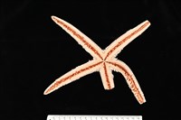 砂海星藏品圖，第10張
