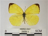 荷氏黃蝶藏品圖，第2張