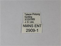 荷氏黃蝶藏品圖，第3張