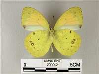 異粉蝶、雌白黃蝶藏品圖，第2張