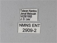 異粉蝶、雌白黃蝶藏品圖，第3張