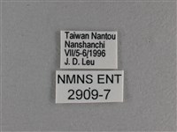 黃豹盛蛺蝶藏品圖，第3張