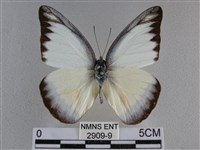 異色尖粉蝶藏品圖，第1張