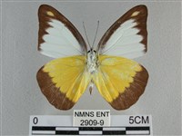 異色尖粉蝶藏品圖，第2張