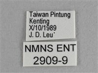 異色尖粉蝶藏品圖，第3張