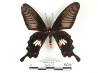 紅珠鳳蝶藏品圖，第1張