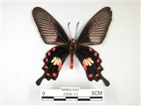 紅珠鳳蝶藏品圖，第2張