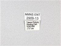 紅珠鳳蝶藏品圖，第3張