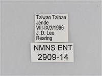 樺斑蝶藏品圖，第3張