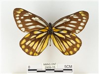 黃裙豔粉蝶藏品圖，第2張