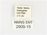 黃裙豔粉蝶藏品圖，第3張