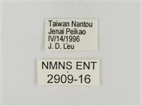 淡褐脈粉蝶藏品圖，第3張