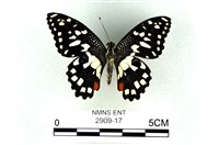 花鳳蝶、無尾鳳蝶藏品圖，第1張