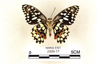 花鳳蝶、無尾鳳蝶藏品圖，第2張