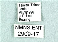 花鳳蝶、無尾鳳蝶藏品圖，第3張