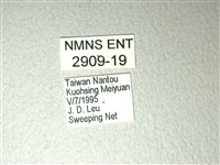 斑鳳蝶藏品圖，第3張