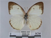 細波遷粉蝶藏品圖，第1張