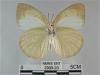 細波遷粉蝶藏品圖，第2張