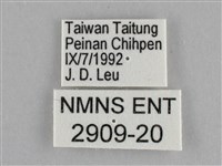 細波遷粉蝶藏品圖，第3張